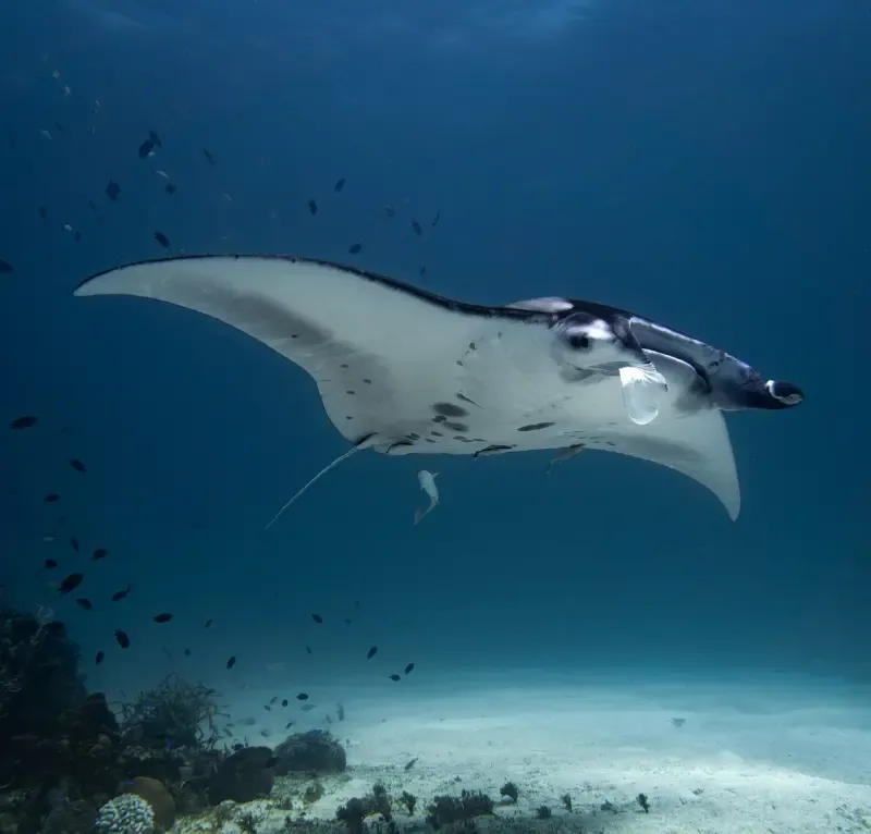 Mobula Divers Sibaltan