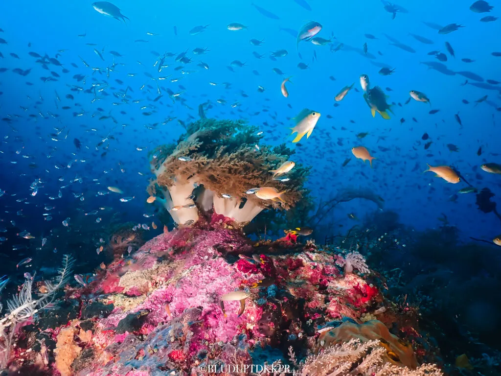 BLUD UPTD Pengelolaan Kawasan Konservasi di Perairan Kepulauan Raja Ampat