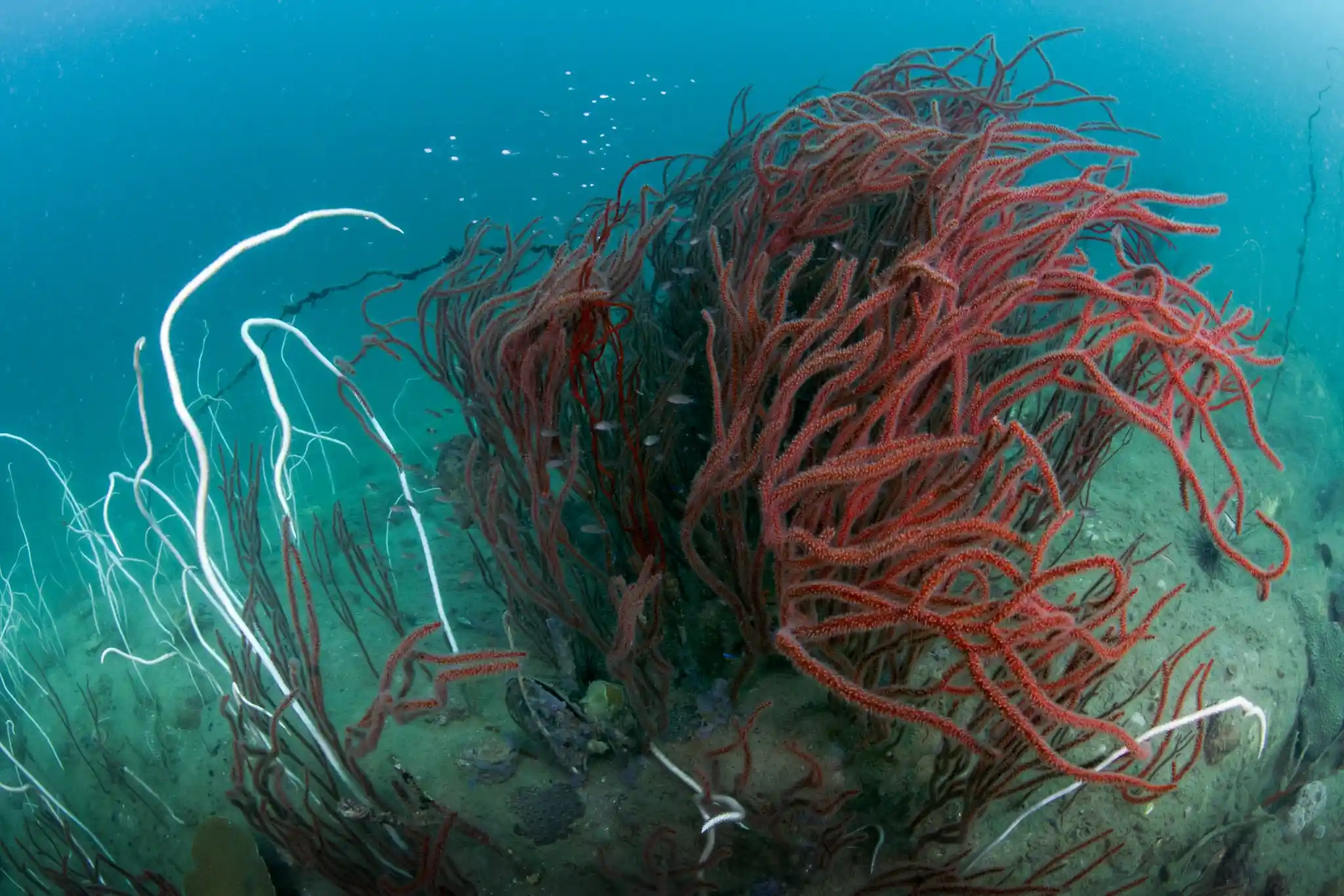 Aow Thai Marine Ecology Center (ATMEC)