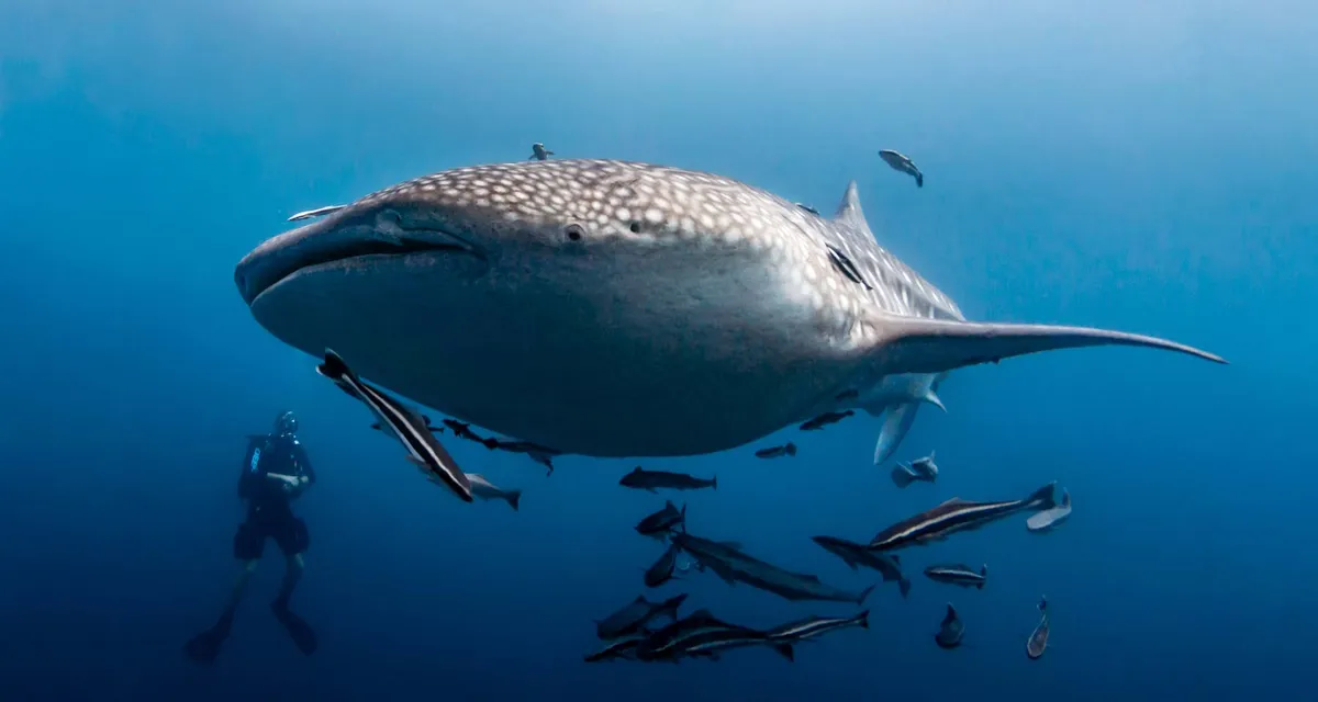 Sail Rock Divers Resort