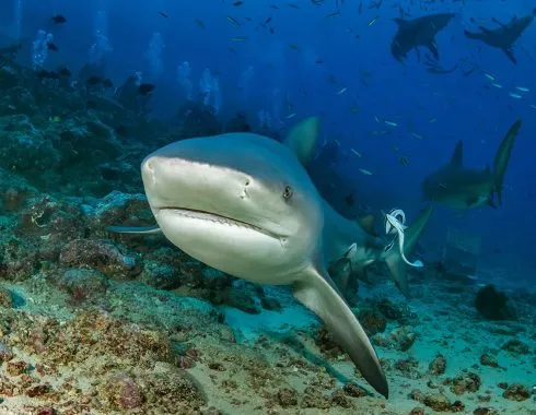 Beqa Adventure Divers