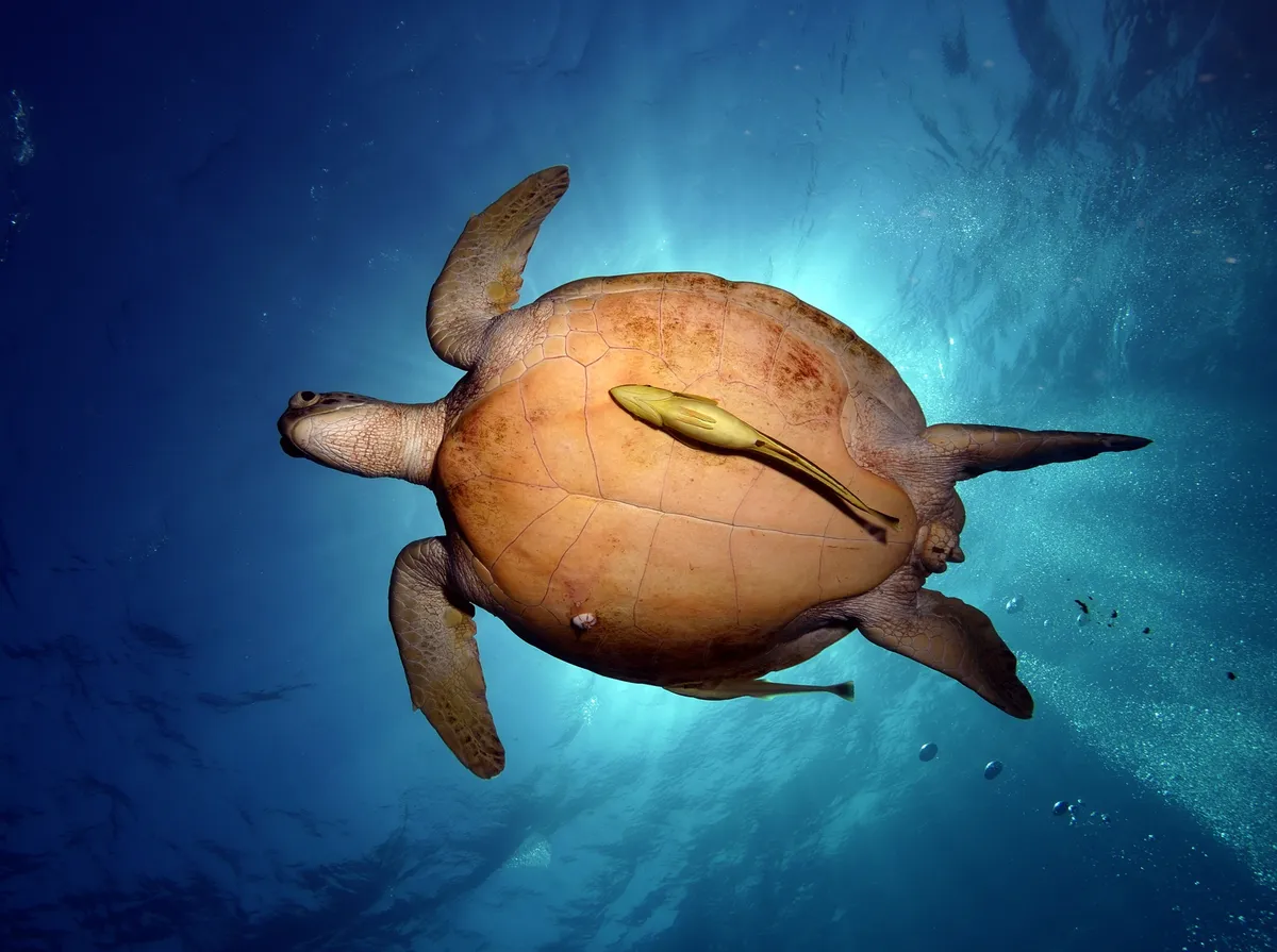 Circle Divers Sharm El Sheikh