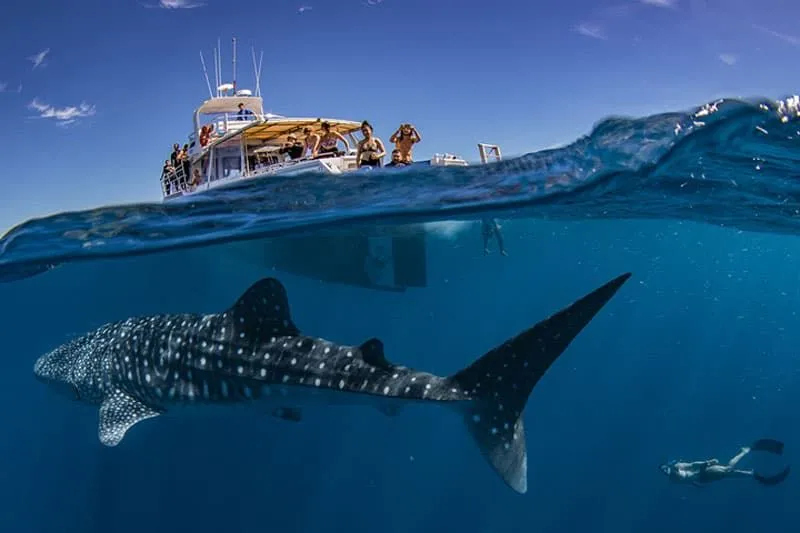 Exmouth Dive & Whalesharks Ningaloo