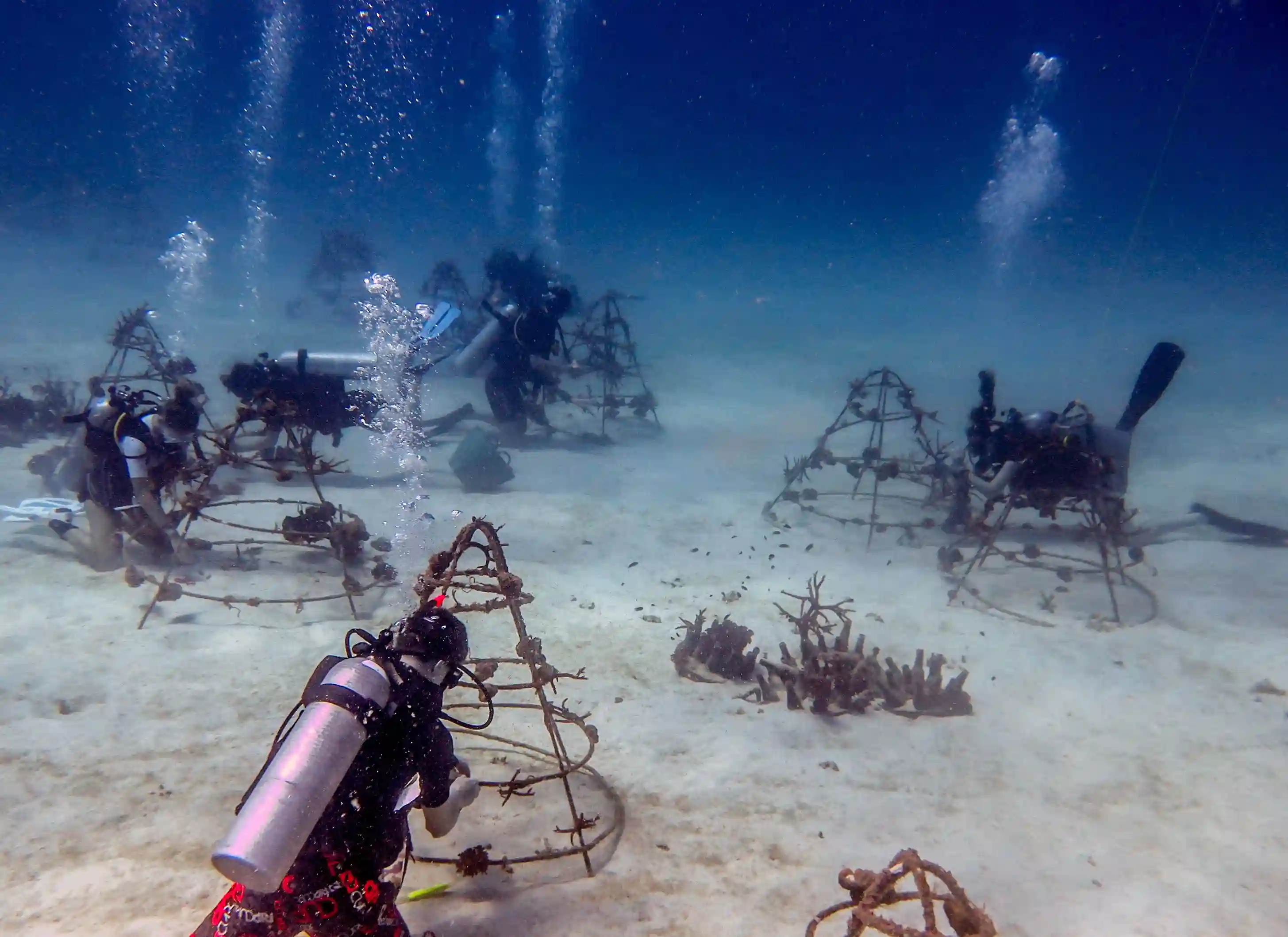 New Heaven Reef Conservation Program