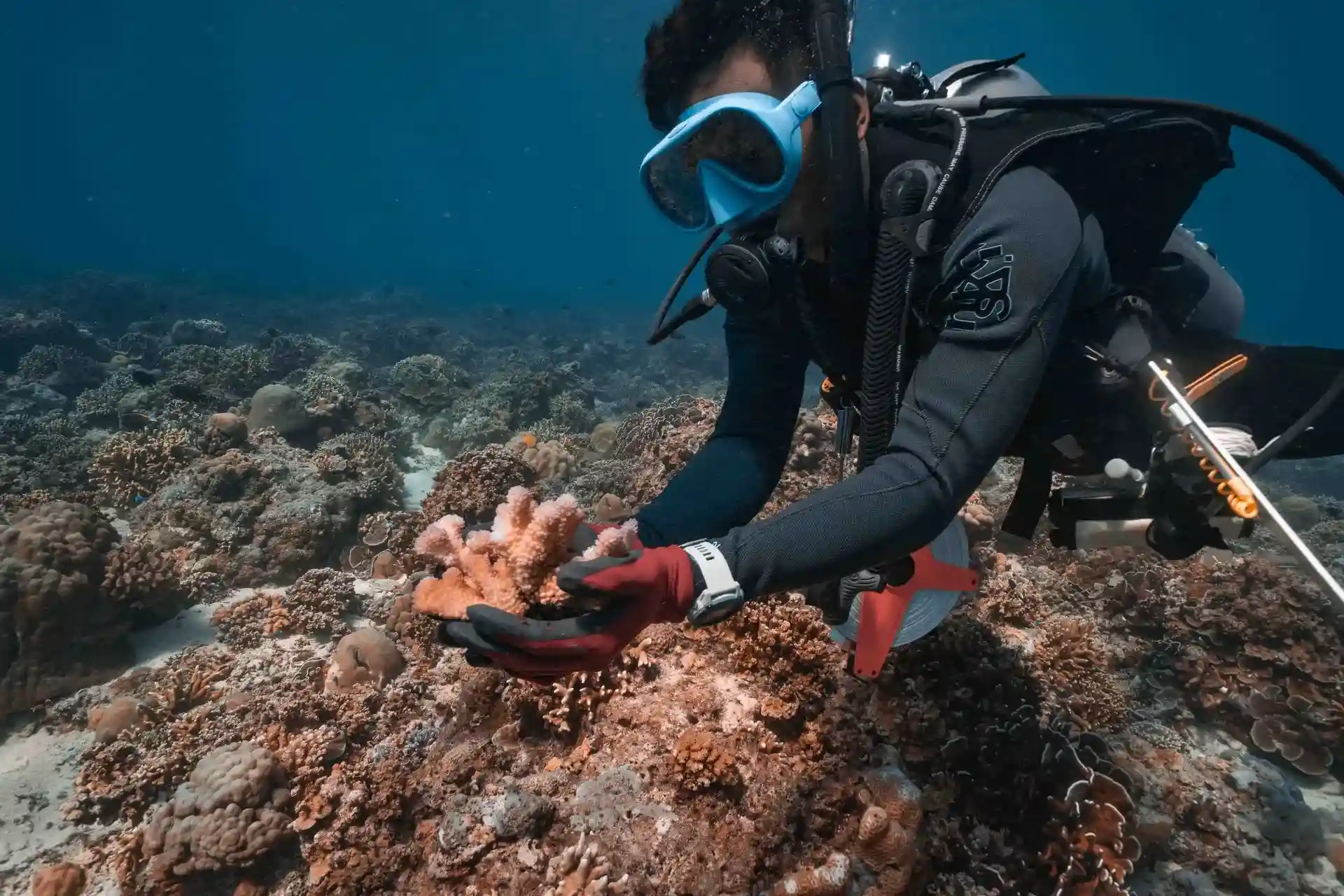 Blue Marlin Dive Gili Air