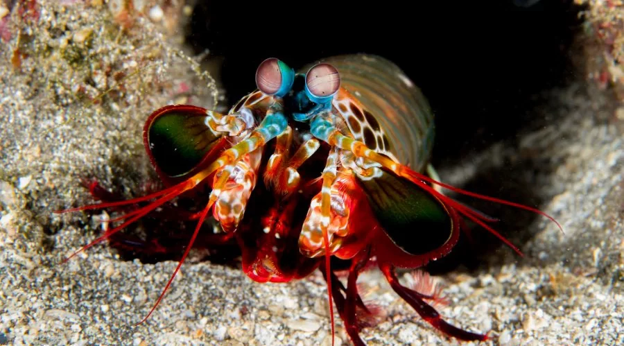 Amed Dive Center Bali