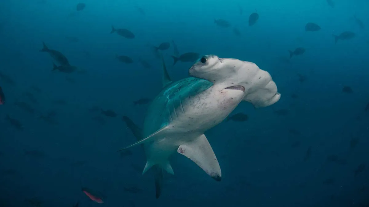 Scuba Junkie Mabul & Sipadan