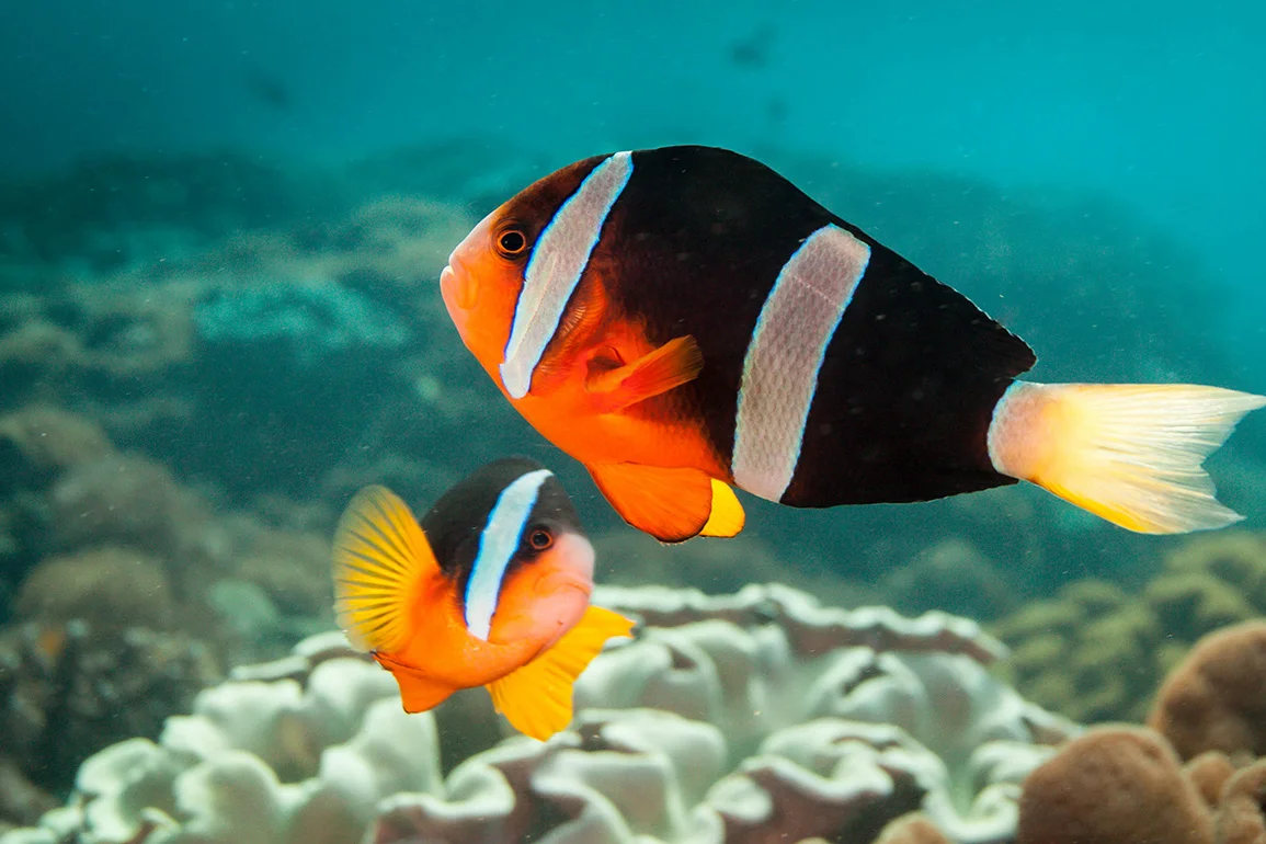 Blue Corner Dive Nusa Lembongan