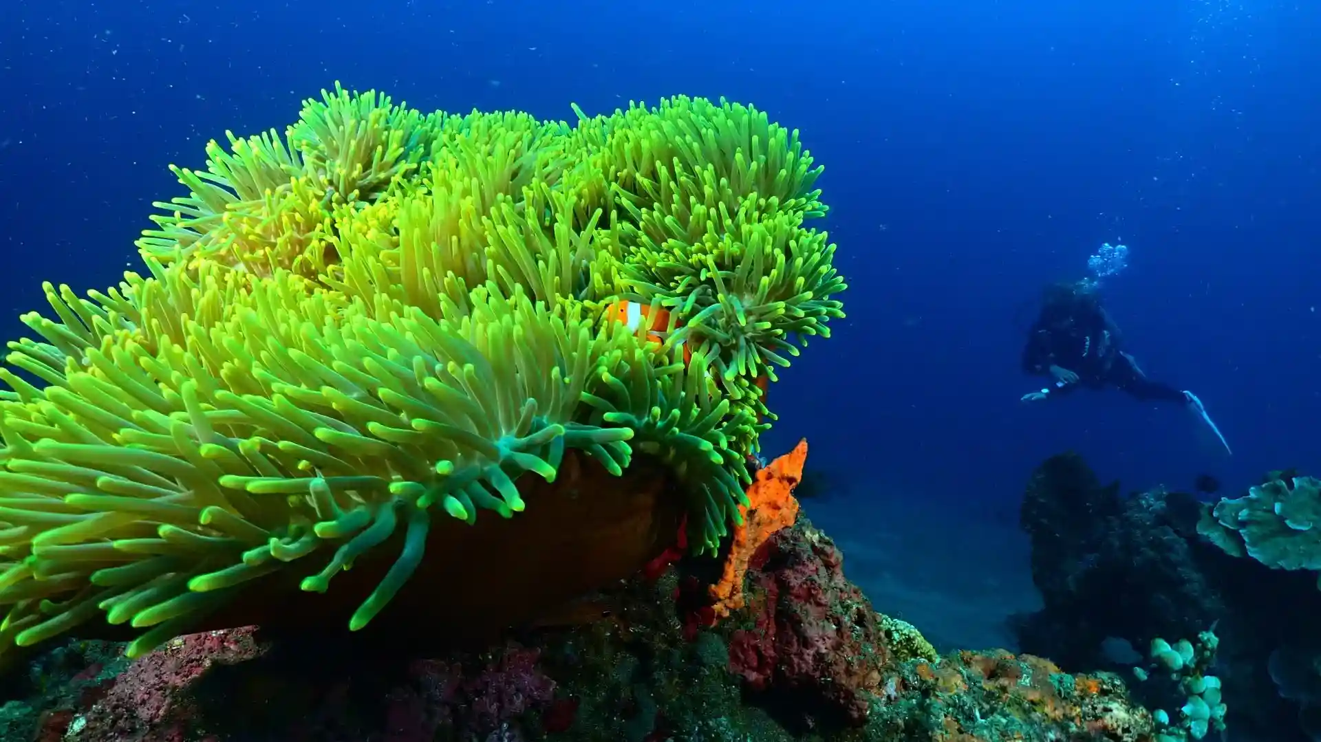 Bali Conservation Diving