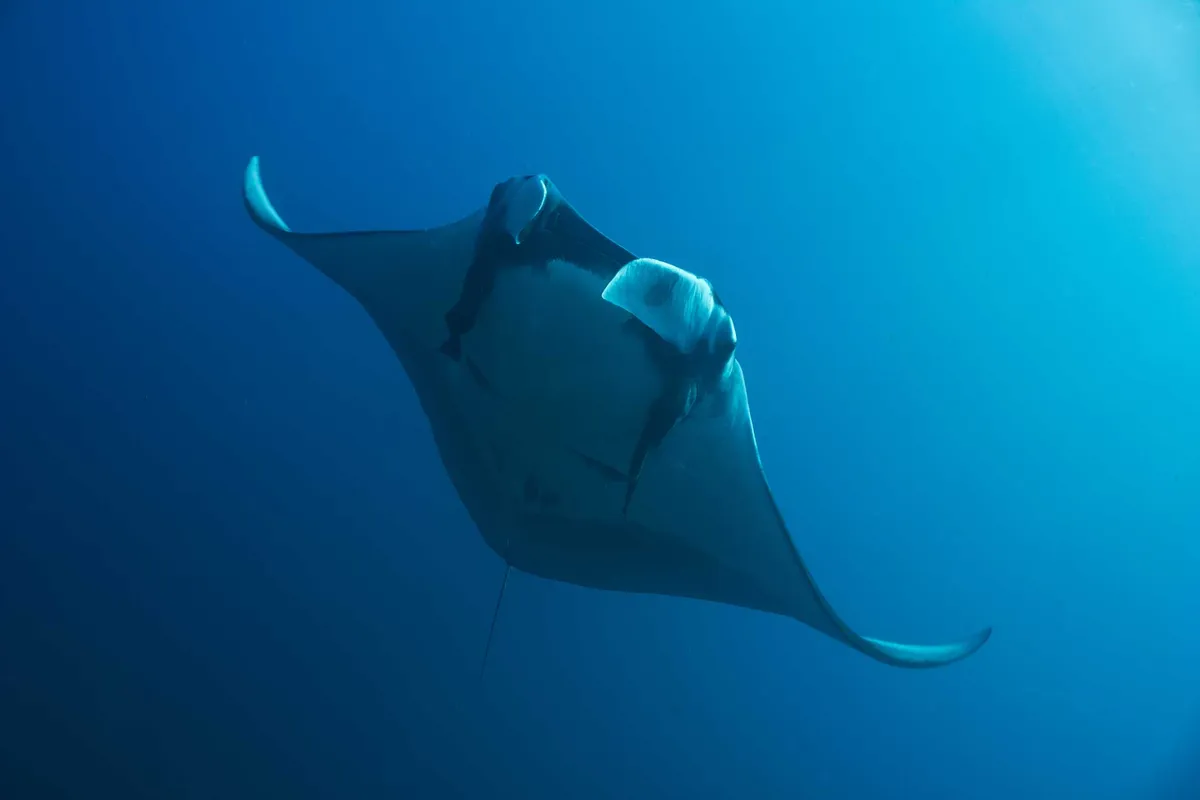 Scuba Center Asia Lembongan