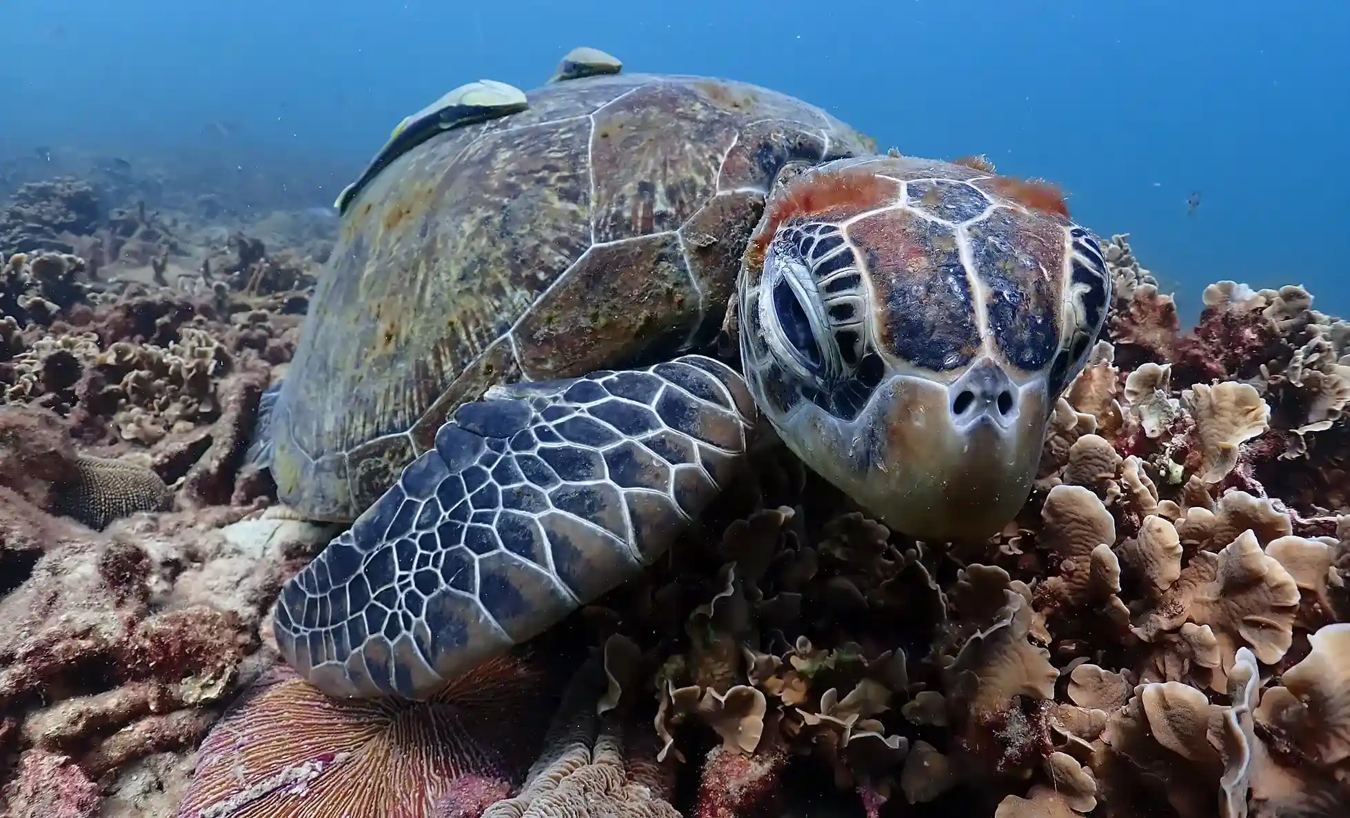 Buddha View Dive Centre