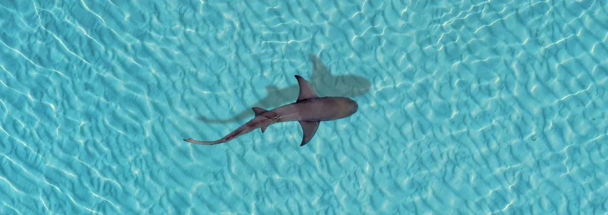 Back to Basics Adventures