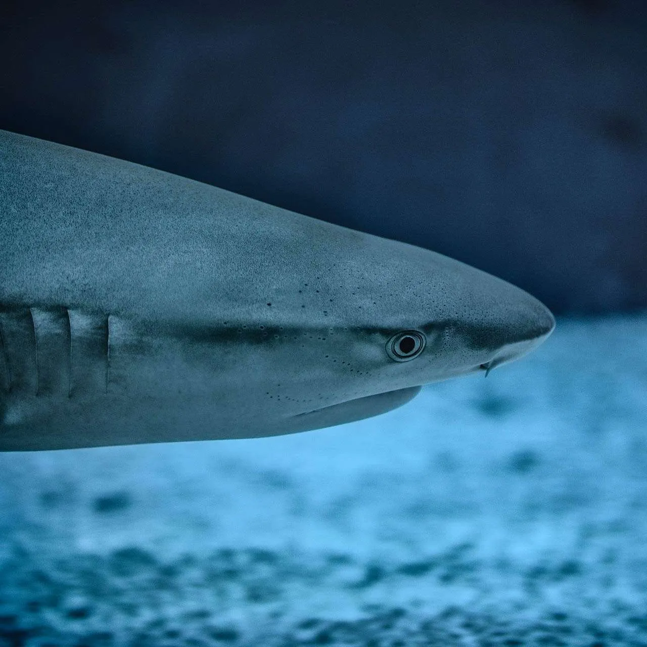 Gili Shark Conservation