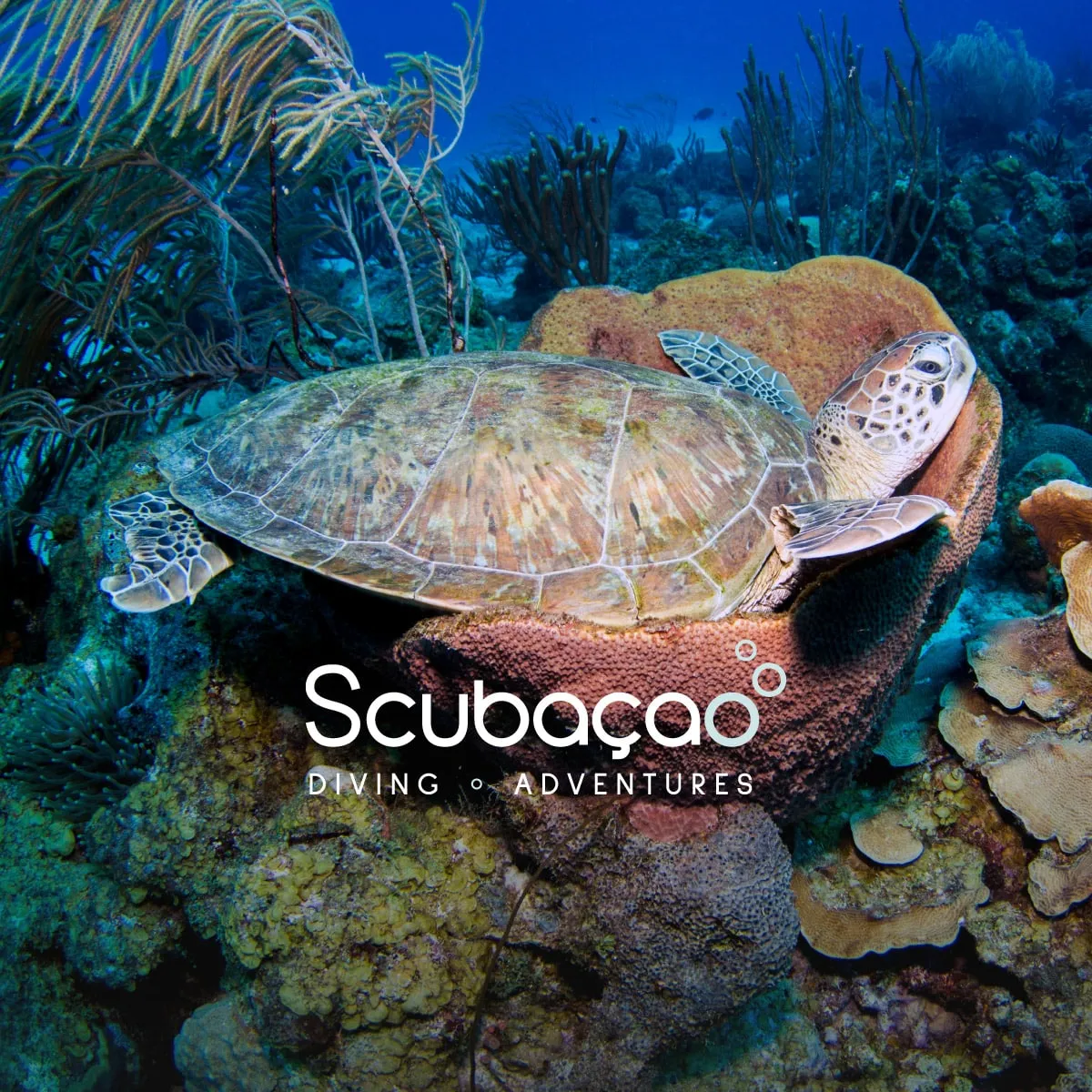 Scubaçao