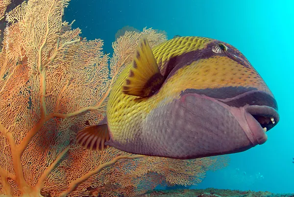 Blue Water Diving Centre