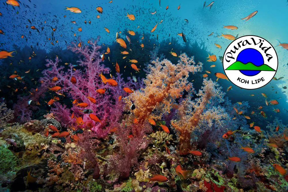 Pura Vida Diving Koh Lipe