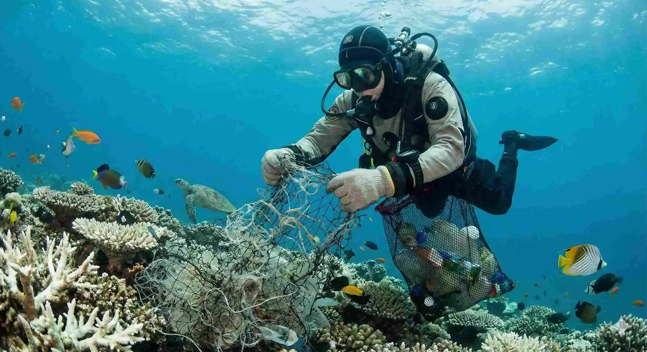 From tourist to guardian: How beginners enter conservation diving